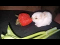 Cute Rabbits Eating Compilation