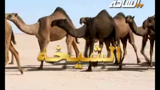 مزاين الكويت 2015 لطامات منقية السيد راجح حمد المخيال 