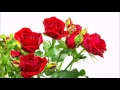 Download Lagu INMENSO AMOR : PASILLO ECUATORIANO DE ORO.