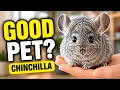 Chinchilla as Pet - Pros and Cons Chinchillas as Pet