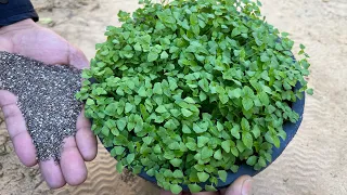 اسهل واسرع بذور تزرع وتنبت خلال ايام موجودة بمطبخك ☘️نبات جميل ومزهر ويحصد خلال شهرين👌جرّبوه
