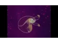 Video di Don Lusk Animation