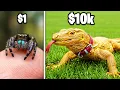 1 vs 10 000 Exotic Pet