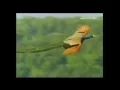 Peacock Flying High Watch the Amazing Peacock Flight