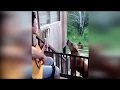 Download Lagu Video Viral Anjing Menyanyi Saat Tuannya Bermain Gitar