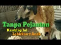 Download Lagu Rahasia Kambing Jawa Bisa Hamil Tanpa Pejantan!  Ini Ceritanya