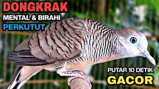 perkutut lokal gacor suara besar pancingan burung perkutut agar cepat bunyi 