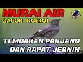 Download Lagu Murai Air GACOR NEMBAK Suara Kasar COCOK untuk MASTERAN