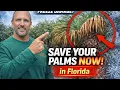 How to Save Palm Trees After the Florida Freeze Expert Recovery Plan
