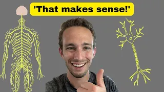 Nervous System Basics - Made EASY