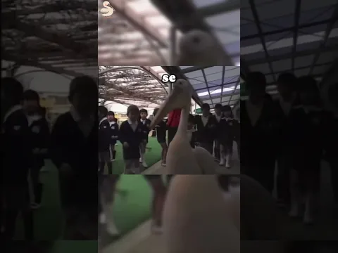 Un Pelícano visitaba diariamente una Escuela en Japón