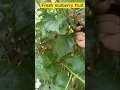 Download Lagu Do you like mulberry fruit #music #love #shortvideo #youtubeshorts #food #fruit #mulberryfruit