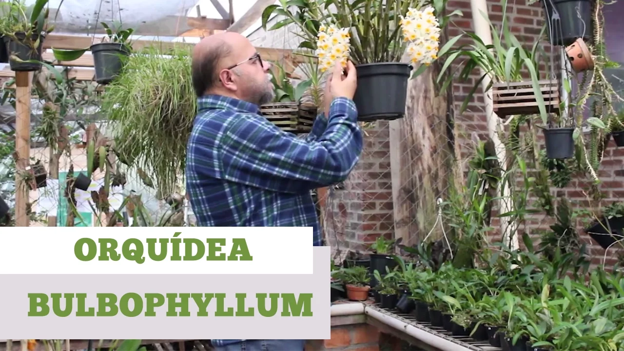 COMO CUIDAR DE ORQUIDEA BULBOPHYLLUM