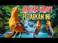 Download Lagu HW ANIS MERAH | TERAPI ANIS MERAH JANTAN BIAR BUNYI GACOR, JANTAN MACET PASTI RESPON NYAUT SEKETIKA