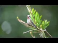 Lagu Anna's Hummingbird (Colibri) singing on a branch , relaxing sounds, outdoor sounds,nature