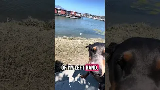 #fyp #dream #doberman #pets #youtube