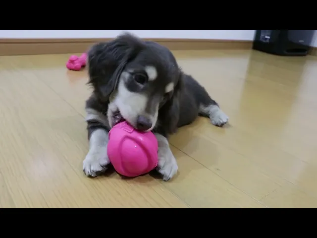 動画