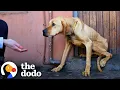 Lagu Starving Dog Who Lived His Life On A Chain Is A Big Goofy Baby Now | The Dodo