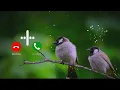Lagu Birds Sound | Massage Tone | New Ringtone | Love Ringtone | Notification Tone |