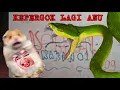 Download Lagu NGERI !! INILAH EFEK GIGITAN INSULARIS TERHADAP TIKUS