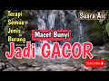 Download Lagu MAKIN GACOR‼️ Suara Air Bikin Burung Nyaman \u0026 Rajin Bunyi - 1 Jam Terapi Burung Macet Bunyi \u0026 Stress