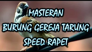 Download MASTERAN BURUNG GEREJA TARUNG SPEED RAPET MP3