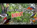 Download Lagu Suara Pikat Burcil Ribut | Andalan Para Pemikat