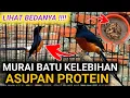 Download Lagu PERHATIKAN !! MURAI BATU KELEBIHAN EF CARA MERAWAT MURAI BATU AGAR GACOR