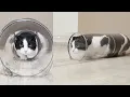 Download Lagu Narrowing Transparent Tube for the Cat. Go Through or Get Stuck?