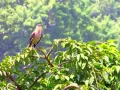 Download Lagu Burung mockingbird memanggil pasangannya