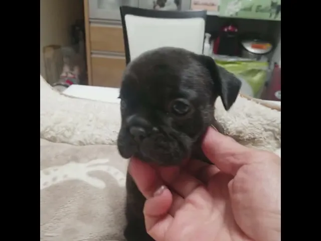 動画