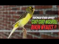 Download Lagu SUARA Kenari GACOR PANJANG Pancingan \u0026 masteran Kenari Paud AGAR gacor AMPUH Kenari MACET bunyii