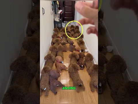 Anjing Licik Ini Selalu Menyamar Jadi Boneka! 🐶 #shorts