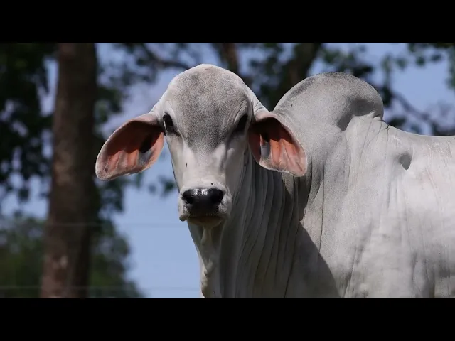 Touro Tabapuã TTAR - 607