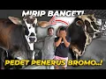 Download Lagu TERNYATA ADA PENERUS BROMO DI SETIA FARM, PLEK KETIPLEK BANGET!!