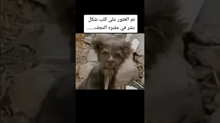 العثور على كلب على شكل بشر في مقبرة النجف 