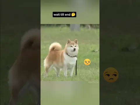 Fake Kidnapping Test: यह Dog तो असली Hero निकला! 🐕‍🦺✨