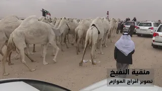 مزاين الكويت      منقية أبناء سعود النفيخ العازمي   الطوافح     تصوير أفراح العوازم   دندنها