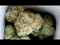 Midnight Special Surterra Wellness
