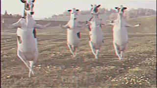 يحليله دن حجيله نسخه البقر دندنها