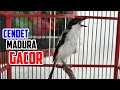 Lagu cendet MADURA gacor ISIAN banyak - cendet GACOR ASLI MADURA