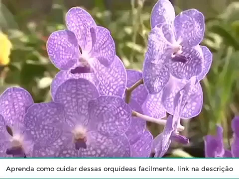COMO PLANTAR ORQUÍDEAS VANDAS? DICAS PARA CUIDAR