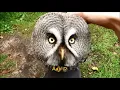 Download Lagu Matahari terbenam burung hantu   the  Owl , lagu anak populer
