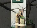 There s a new bundle of joy at Audubon Zoo A male baby howler monkey was born on October 27th