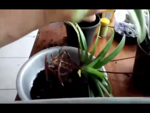 VEJA COMO CUIDAR DE ORQUÍDEAS SAPATINHO