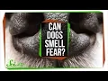 Can Dogs Smell Fear