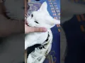 Download Lagu ready to fight 😂 #mueza #cat #cute #shots #catcute #funwithmueza #catlover