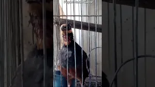 suara gong go puyuh hutan gacor puyuh alas