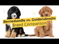 Bernedoodle vs Goldendoodle Breed Comparison