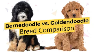 Bernedoodle vs Goldendoodle Breed Comparison